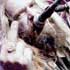 BLACK LABEL SOCIETY: ORDER OF THE BLACK a fondo